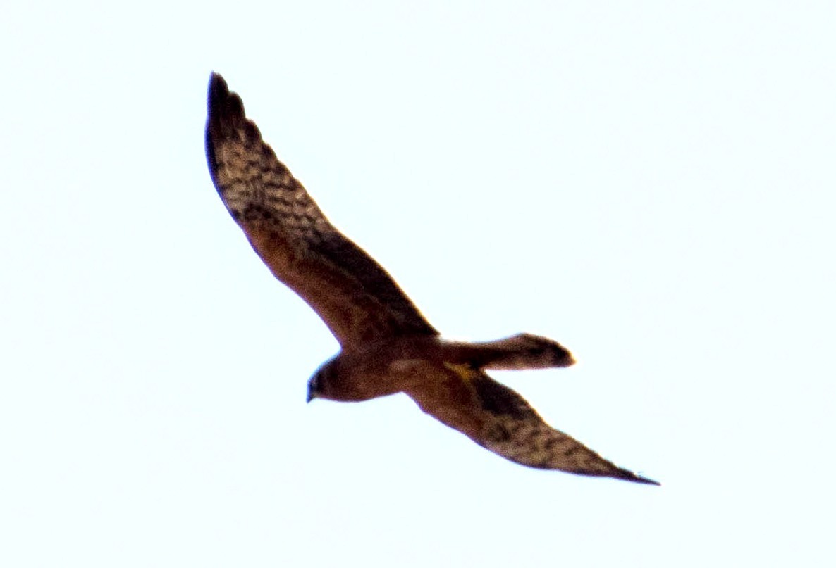 Pallid Harrier - ML644399802