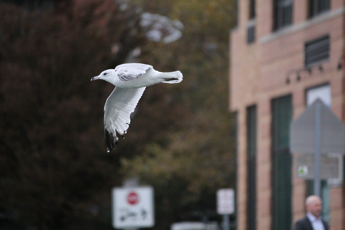 Ring-billed Gull - ML644399804