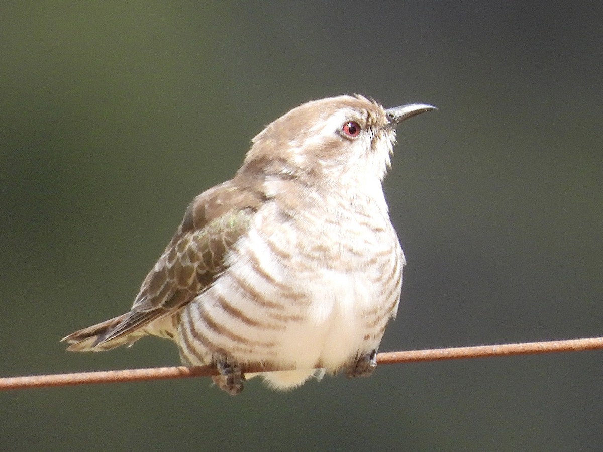 マミジロテリカッコウ - ML644399810