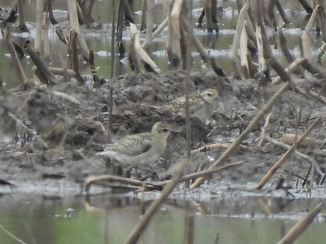 Азийн сүвээ цагаан - ML644399812