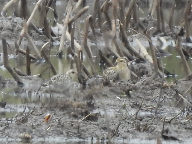 Азийн сүвээ цагаан - ML644399814