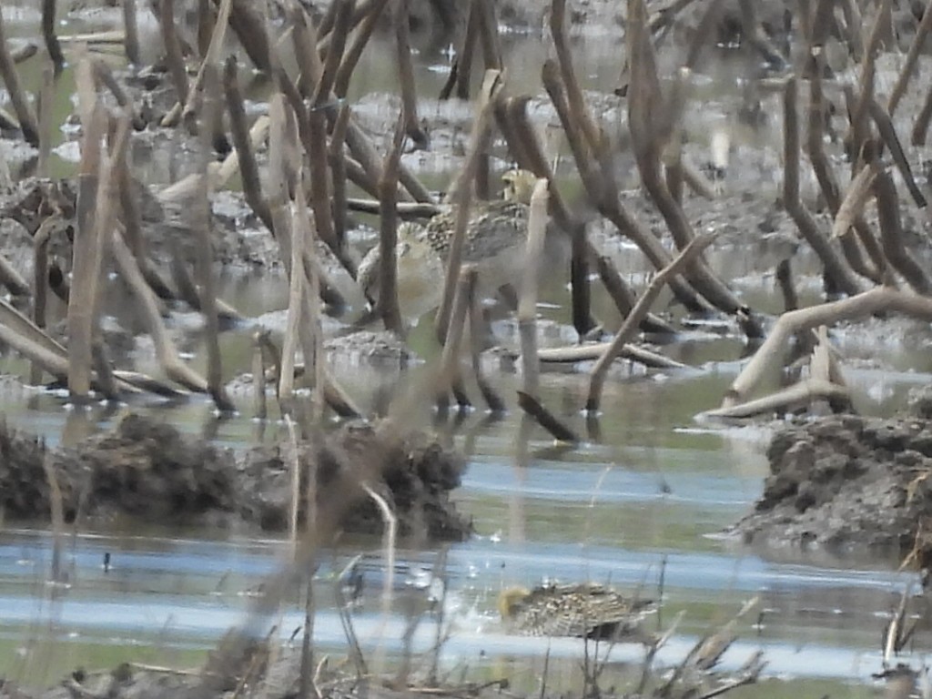 Азийн сүвээ цагаан - ML644399816