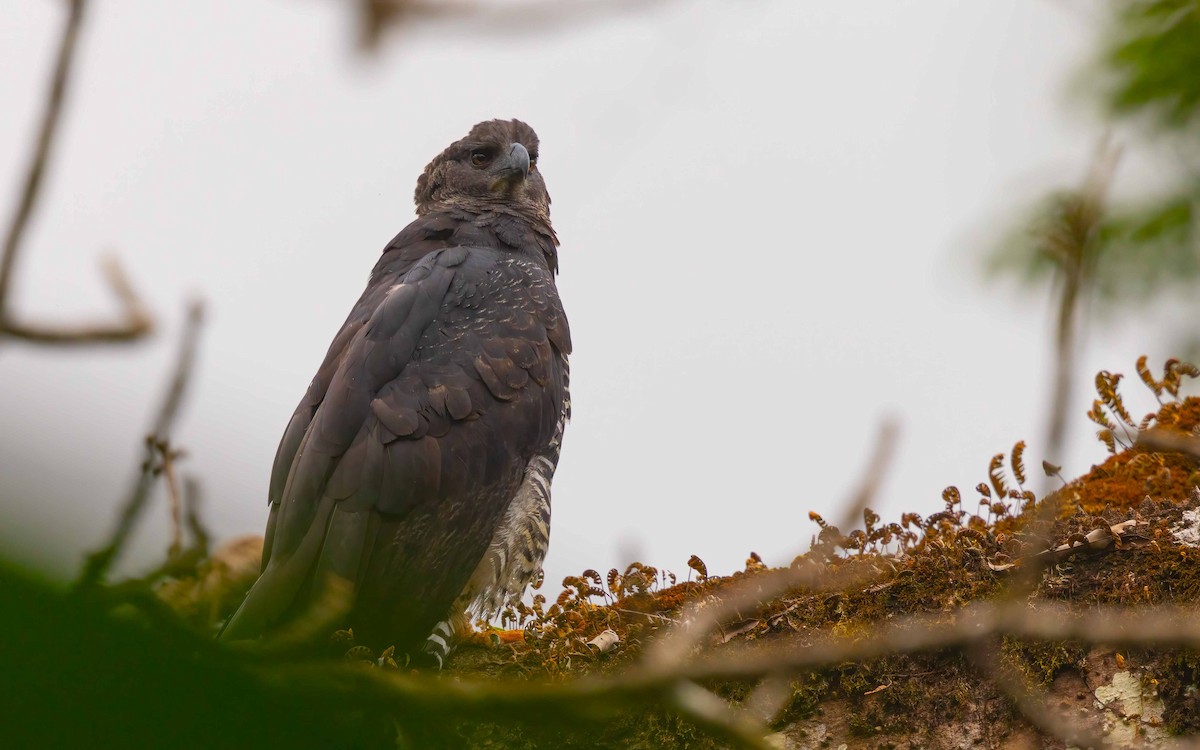 Crested Eagle - ML644399835