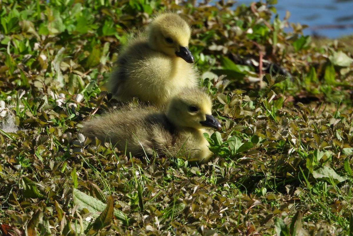 Казарка канадська - ML644399838