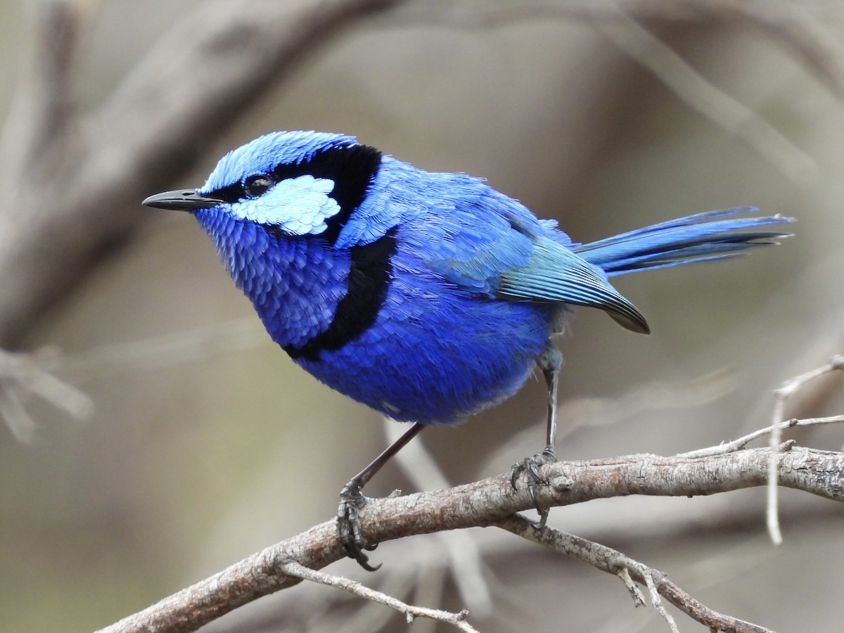 Splendid Fairywren - ML644399839