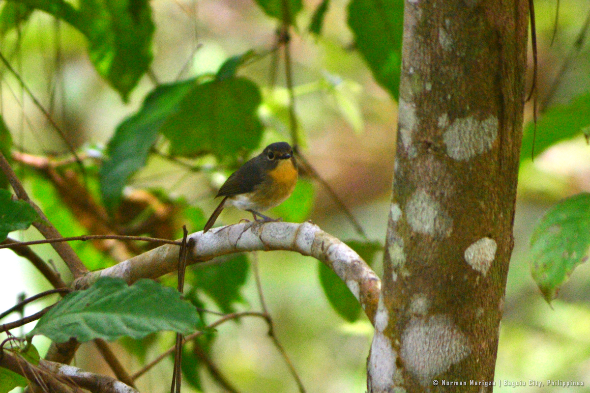 Bundok Flycatcher - ML644399845
