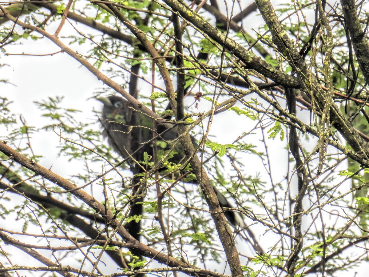 Blue-faced Malkoha - ML644399850