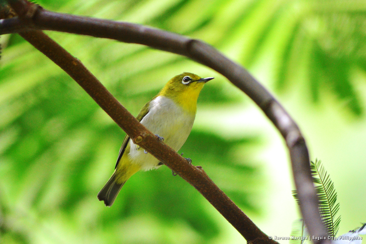Anteojitos Japonés - ML644399854