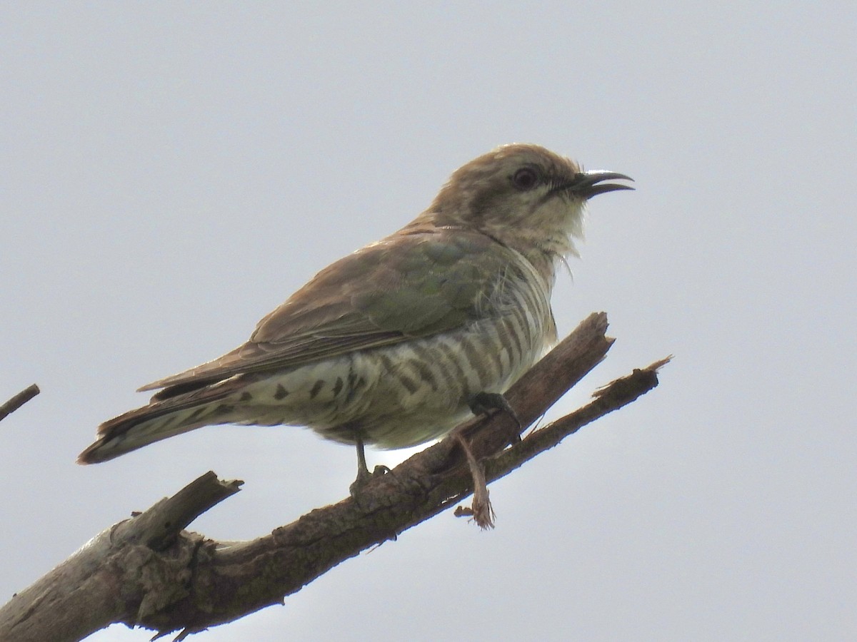 マミジロテリカッコウ - ML644399863