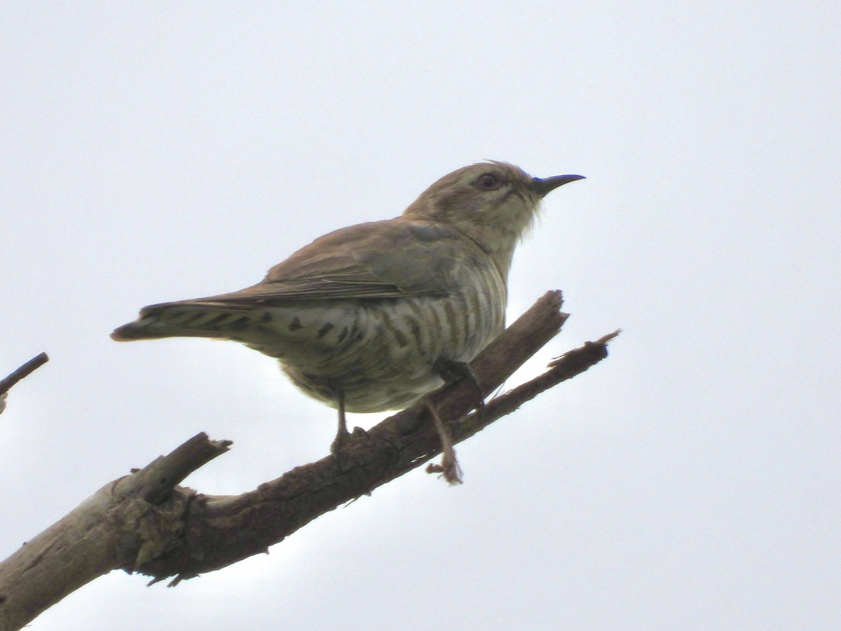 マミジロテリカッコウ - ML644399864