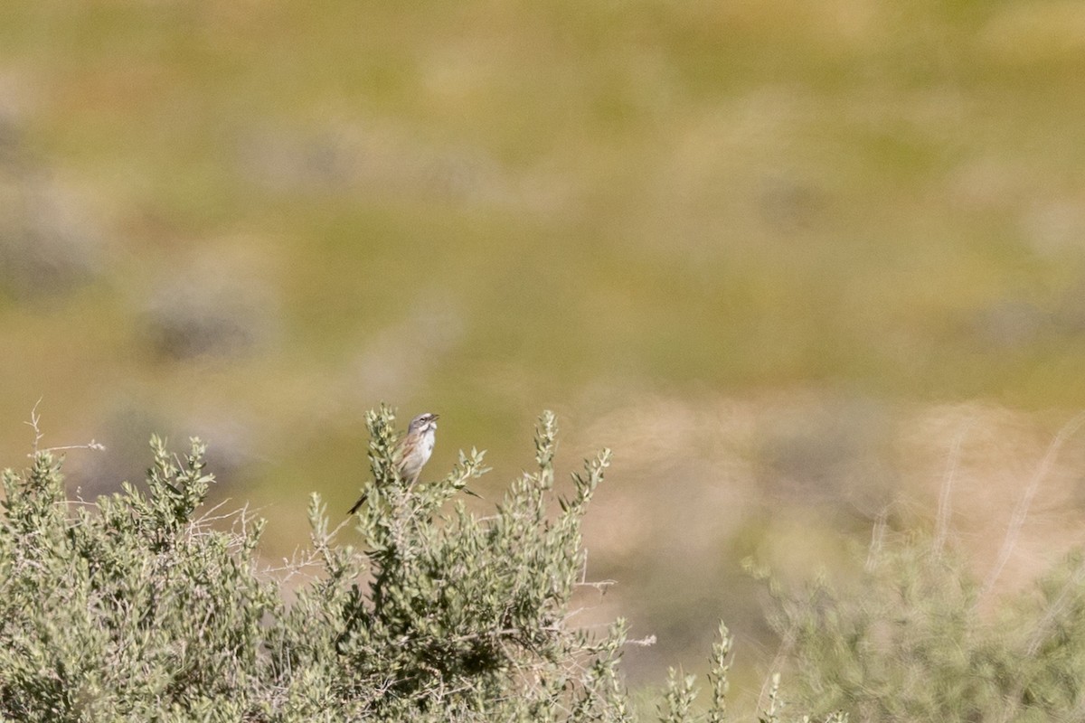 Bruant de Bell - ML644399868