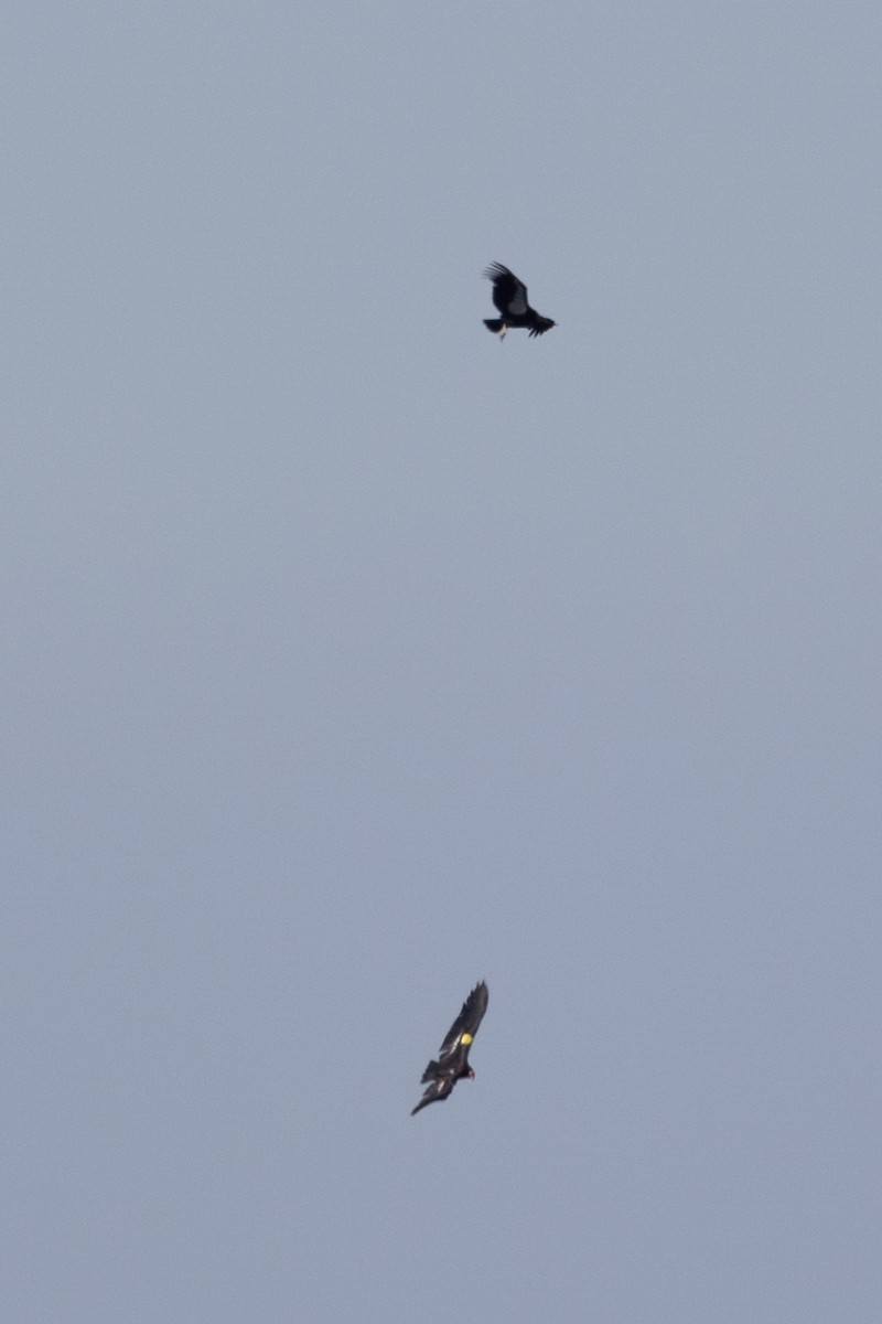 kaliforniakondor - ML644399891