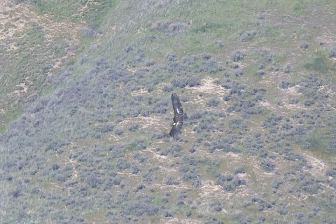 kaliforniakondor - ML644399892