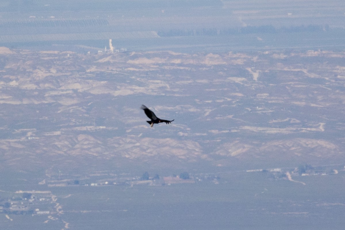 kaliforniakondor - ML644399893