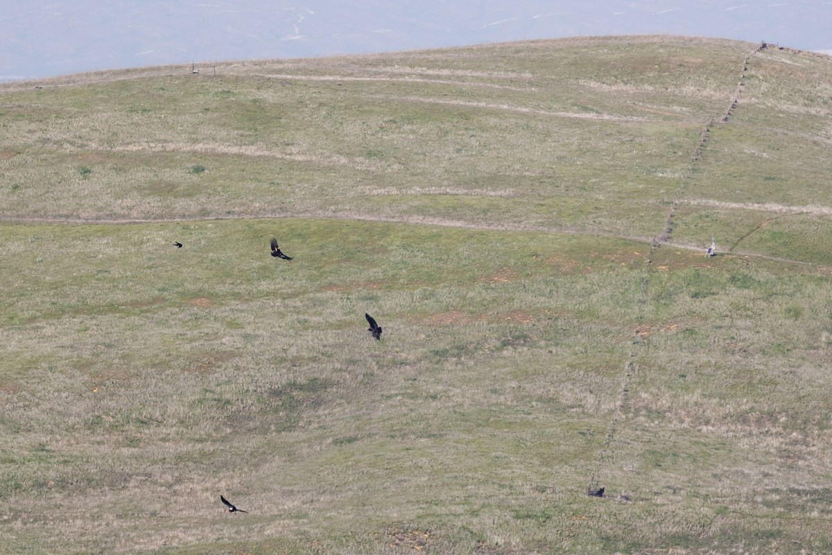 kaliforniakondor - ML644399894