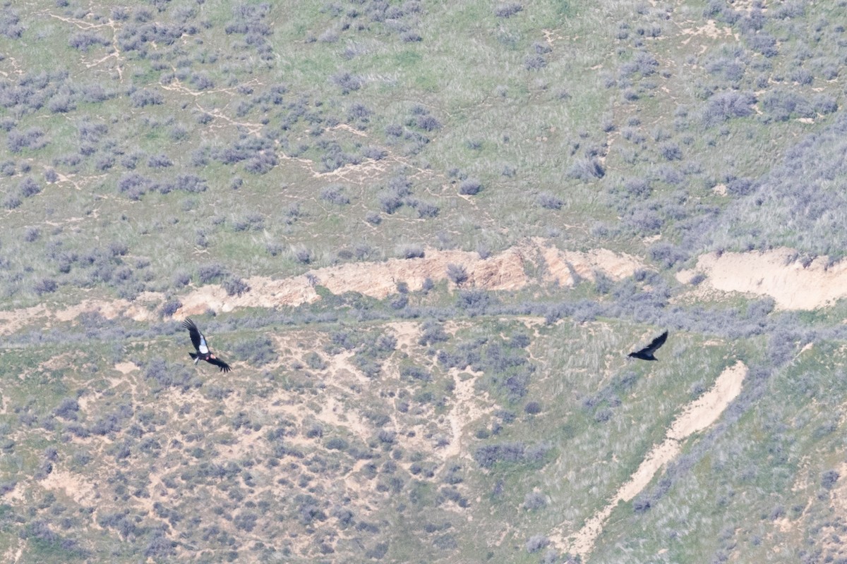 kaliforniakondor - ML644399895