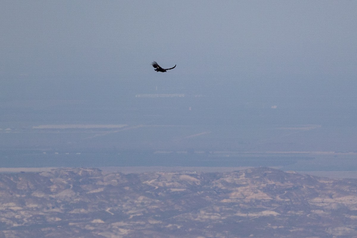 kaliforniakondor - ML644399896