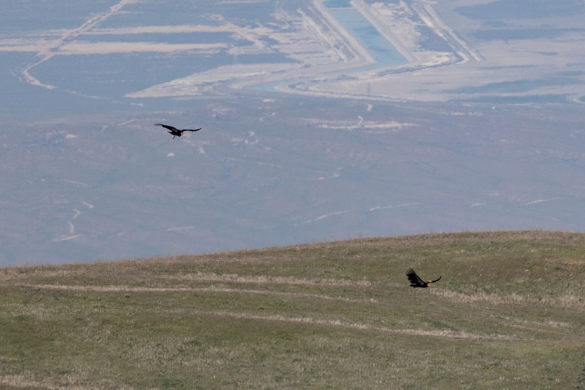 kaliforniakondor - ML644399897