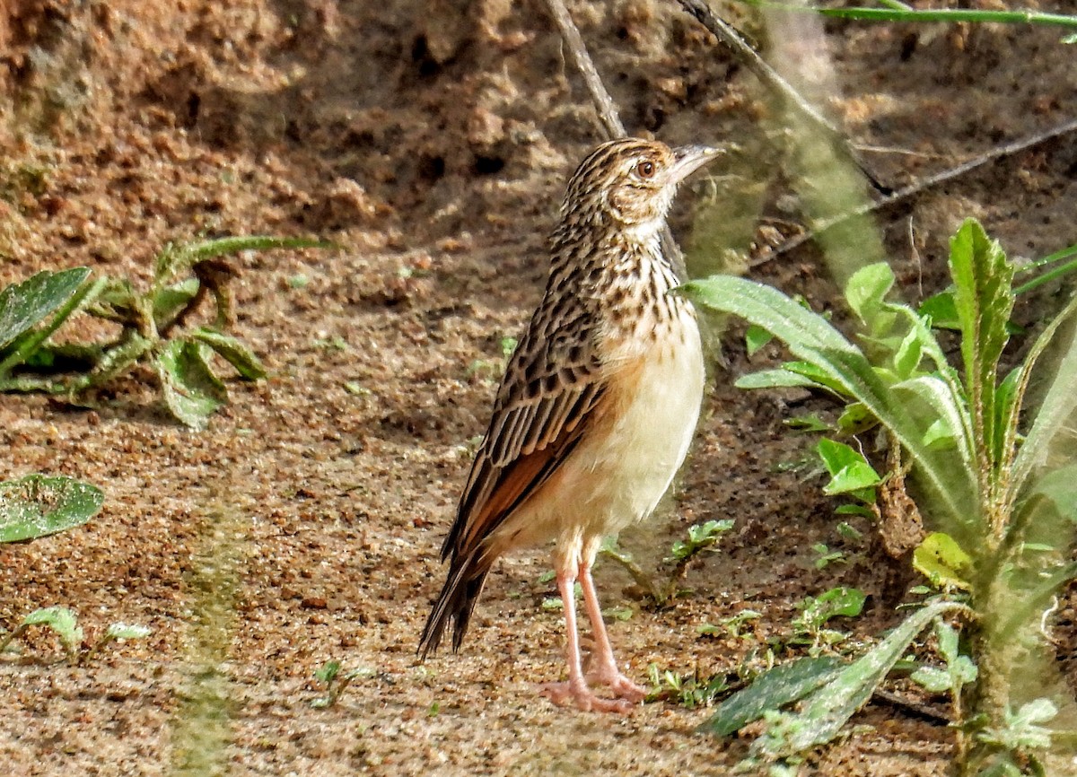 ghatslerke - ML644399899