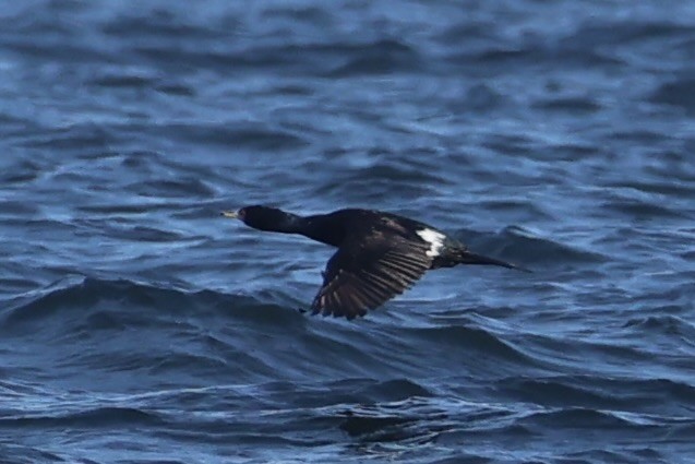 rødmaskeskarv - ML644399909