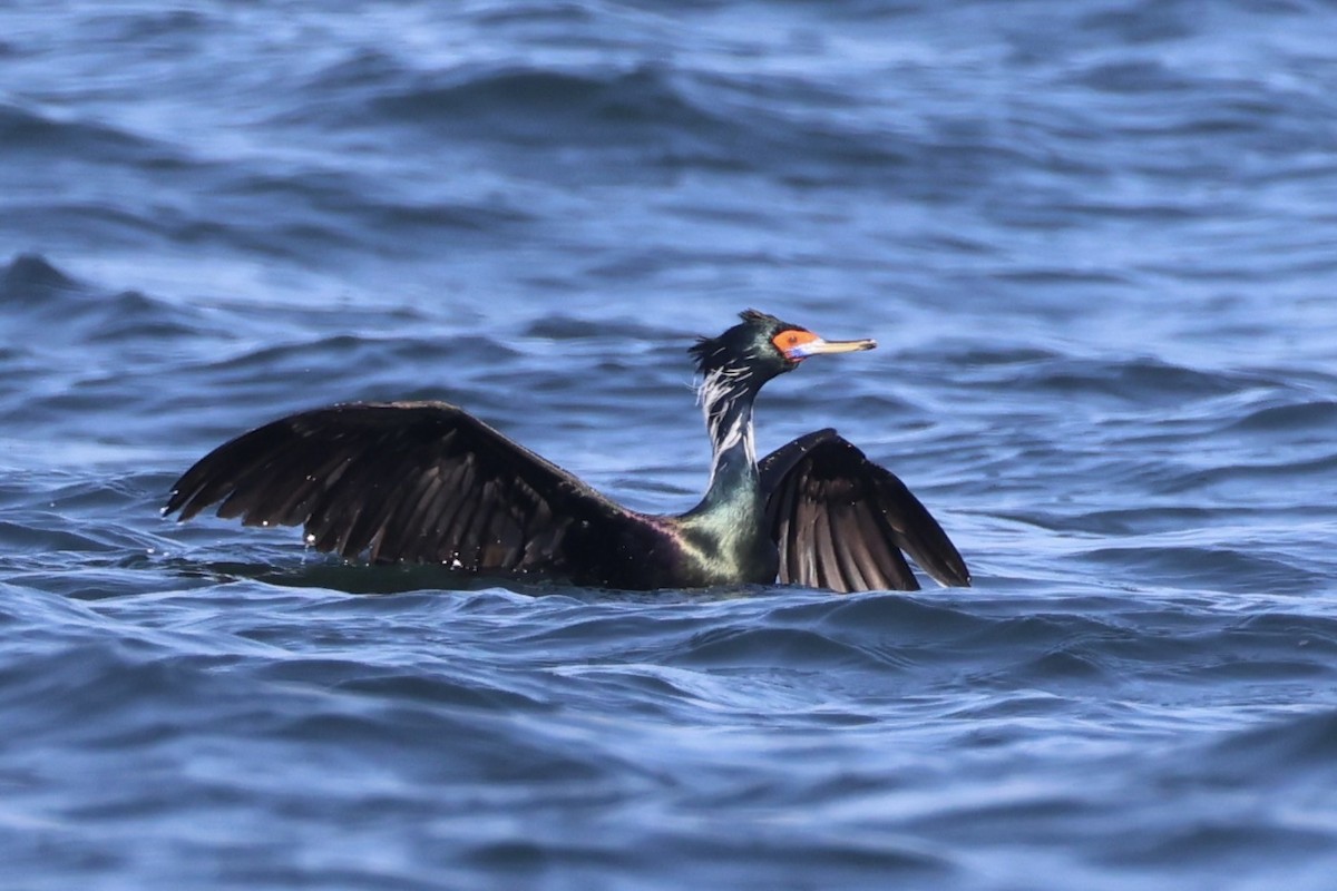 rødmaskeskarv - ML644399910