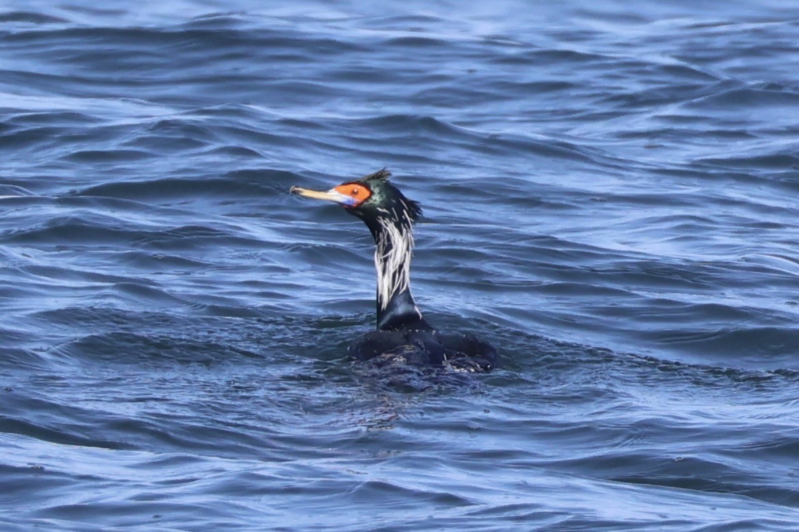 rødmaskeskarv - ML644399911