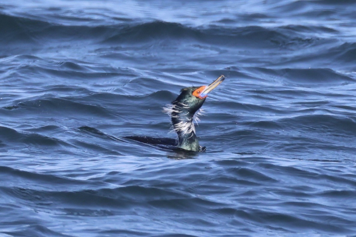 rødmaskeskarv - ML644399912