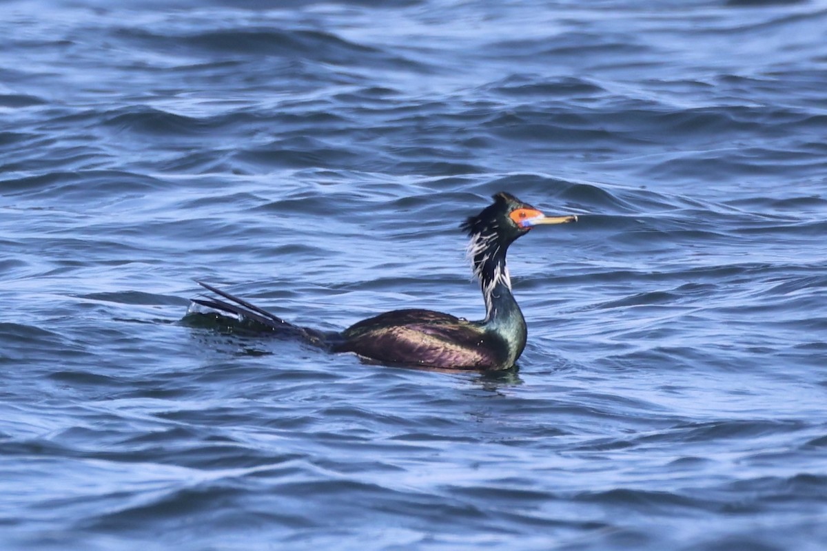 rødmaskeskarv - ML644399913