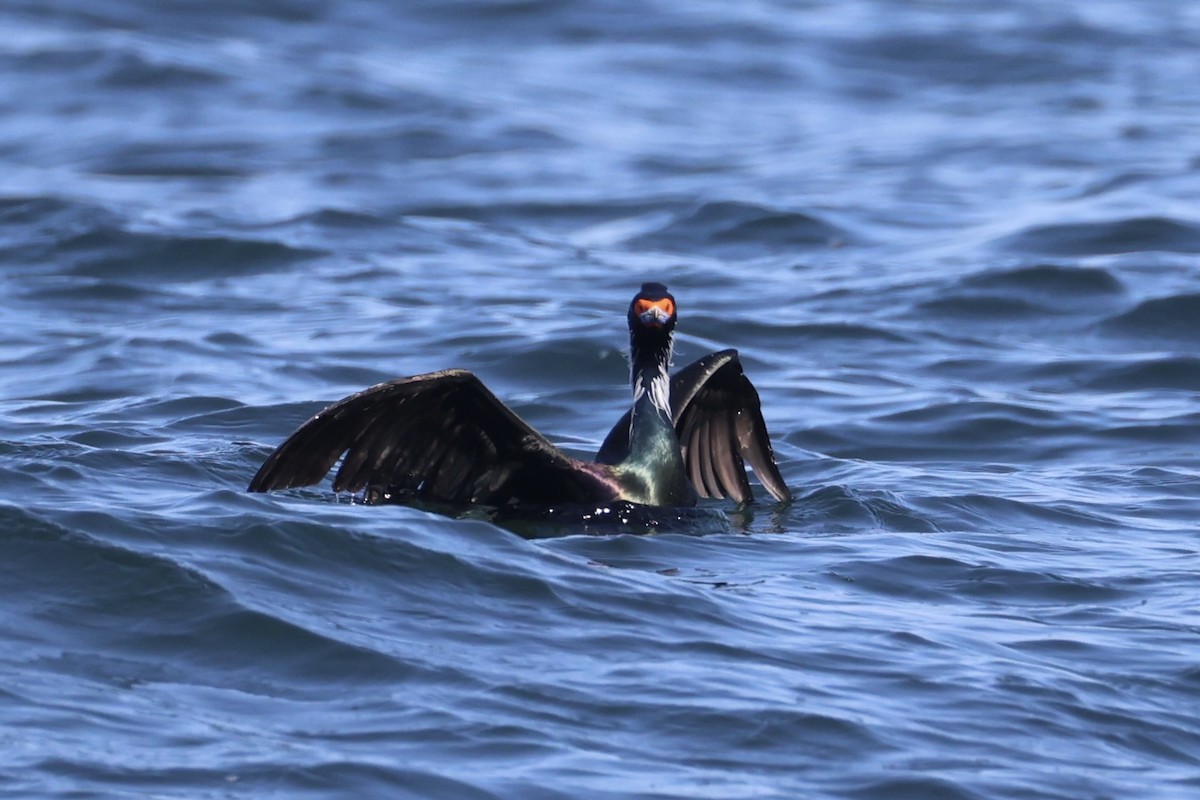 rødmaskeskarv - ML644399914