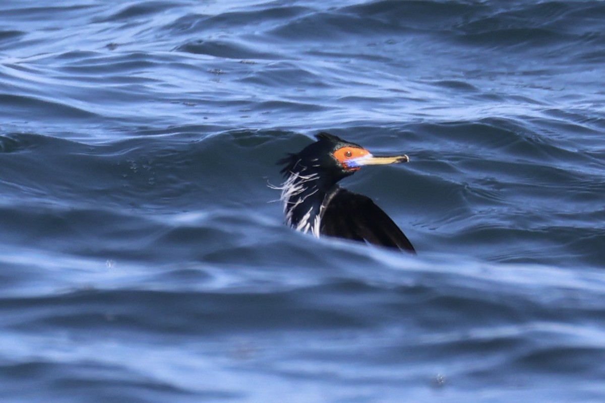 rødmaskeskarv - ML644399915