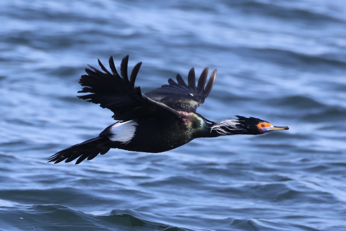 rødmaskeskarv - ML644399916