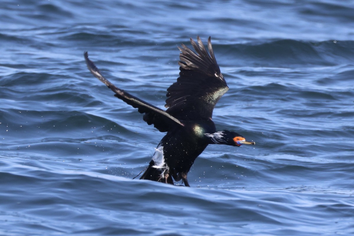 rødmaskeskarv - ML644399917