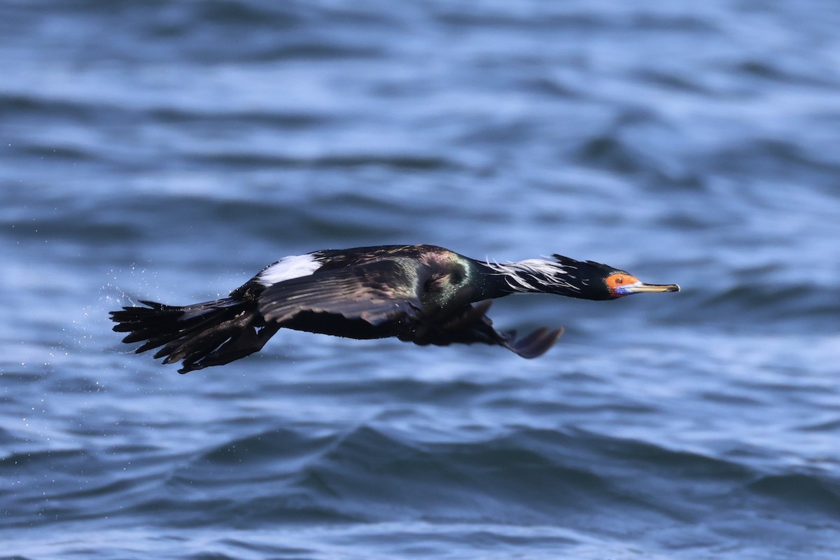 rødmaskeskarv - ML644399918