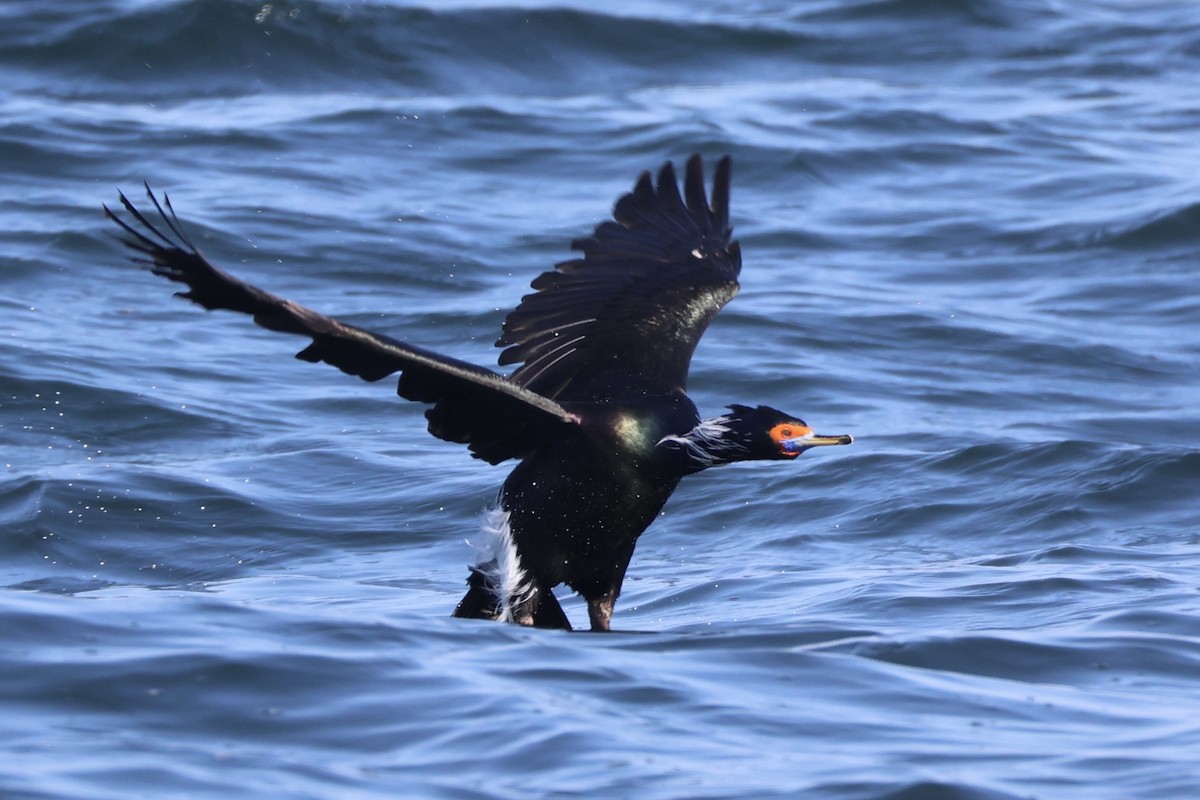 rødmaskeskarv - ML644399919