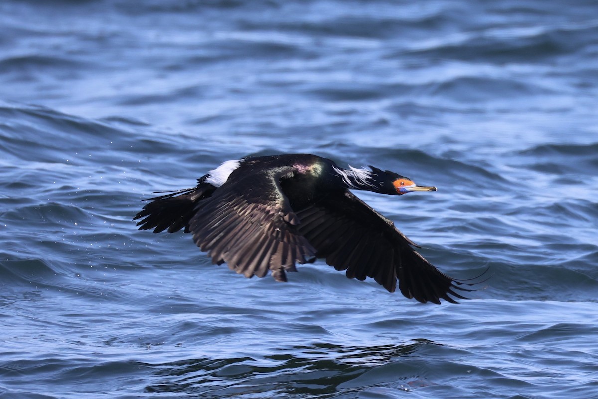 rødmaskeskarv - ML644399920