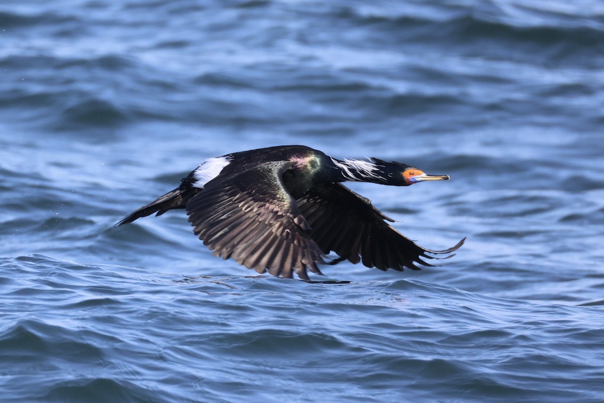 rødmaskeskarv - ML644399921