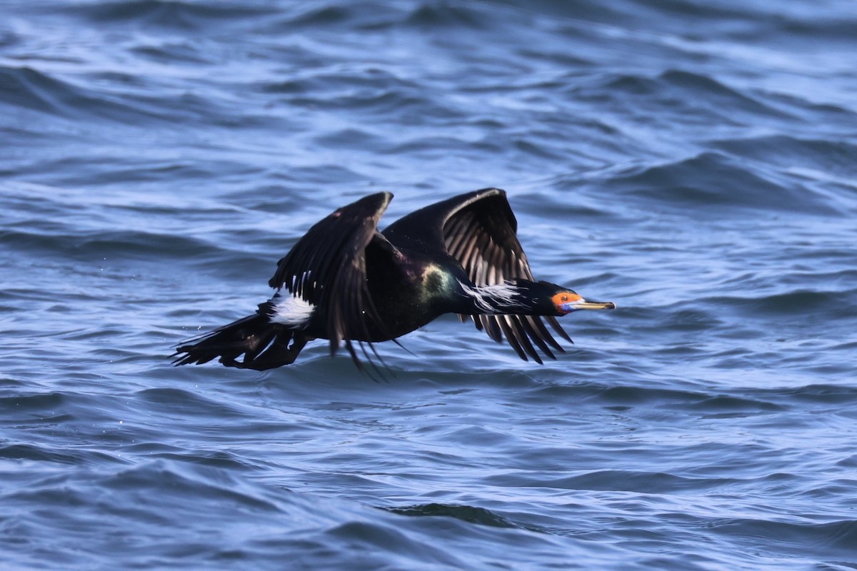 rødmaskeskarv - ML644399922