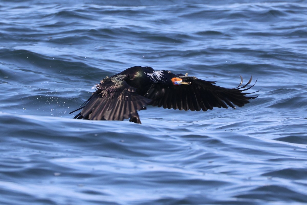 rødmaskeskarv - ML644399923