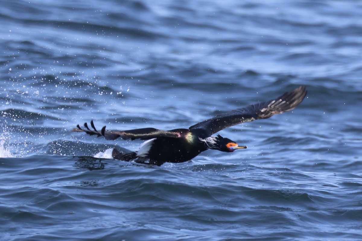 rødmaskeskarv - ML644399924