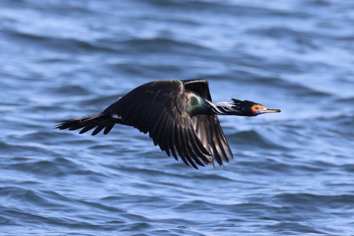 rødmaskeskarv - ML644399925