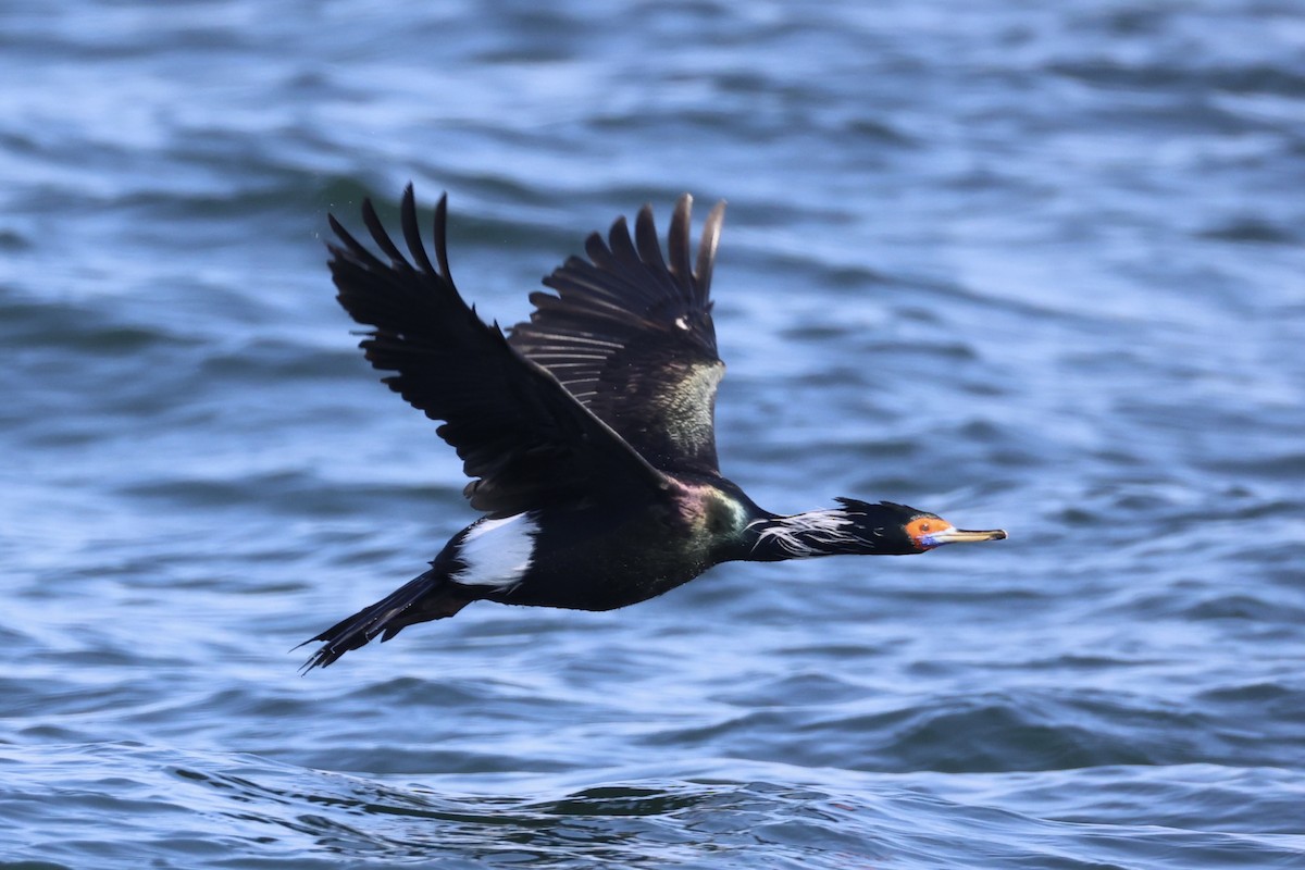 rødmaskeskarv - ML644399926