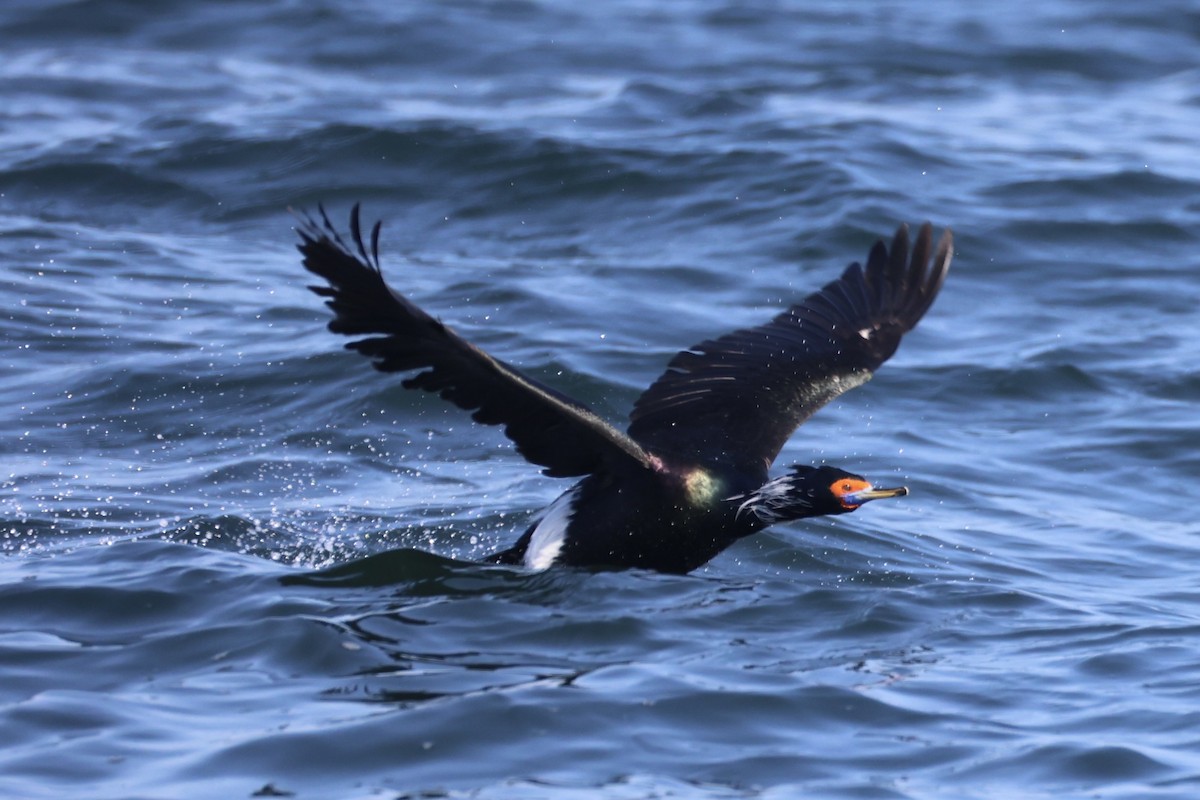 rødmaskeskarv - ML644399927