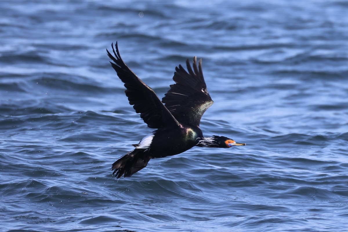 rødmaskeskarv - ML644399928