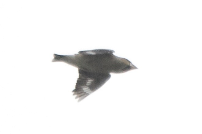 Hawfinch - ML644399932