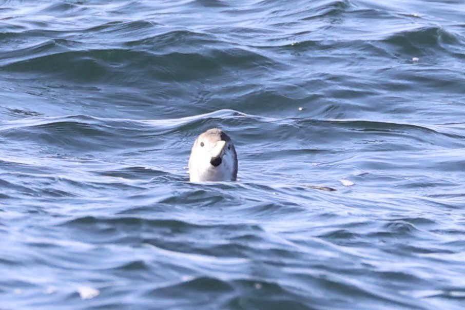 Plongeon à bec blanc - ML644399939