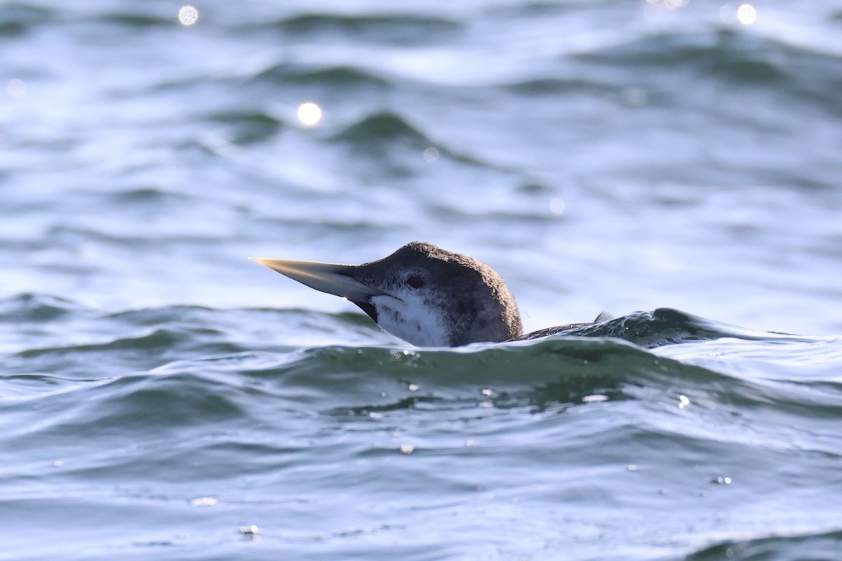 Plongeon à bec blanc - ML644399943