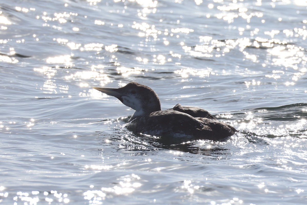 Plongeon à bec blanc - ML644399945