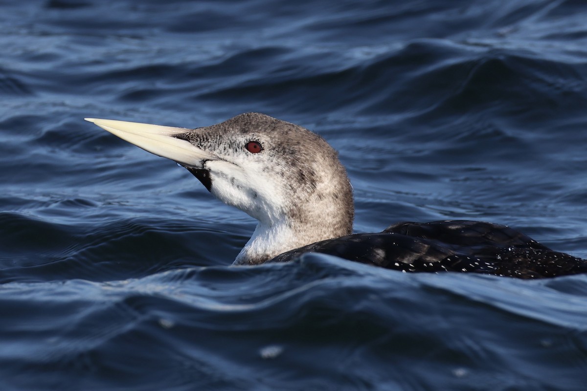 Plongeon à bec blanc - ML644399946