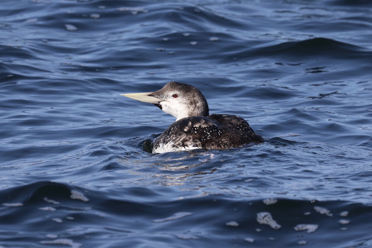 Plongeon à bec blanc - ML644399948