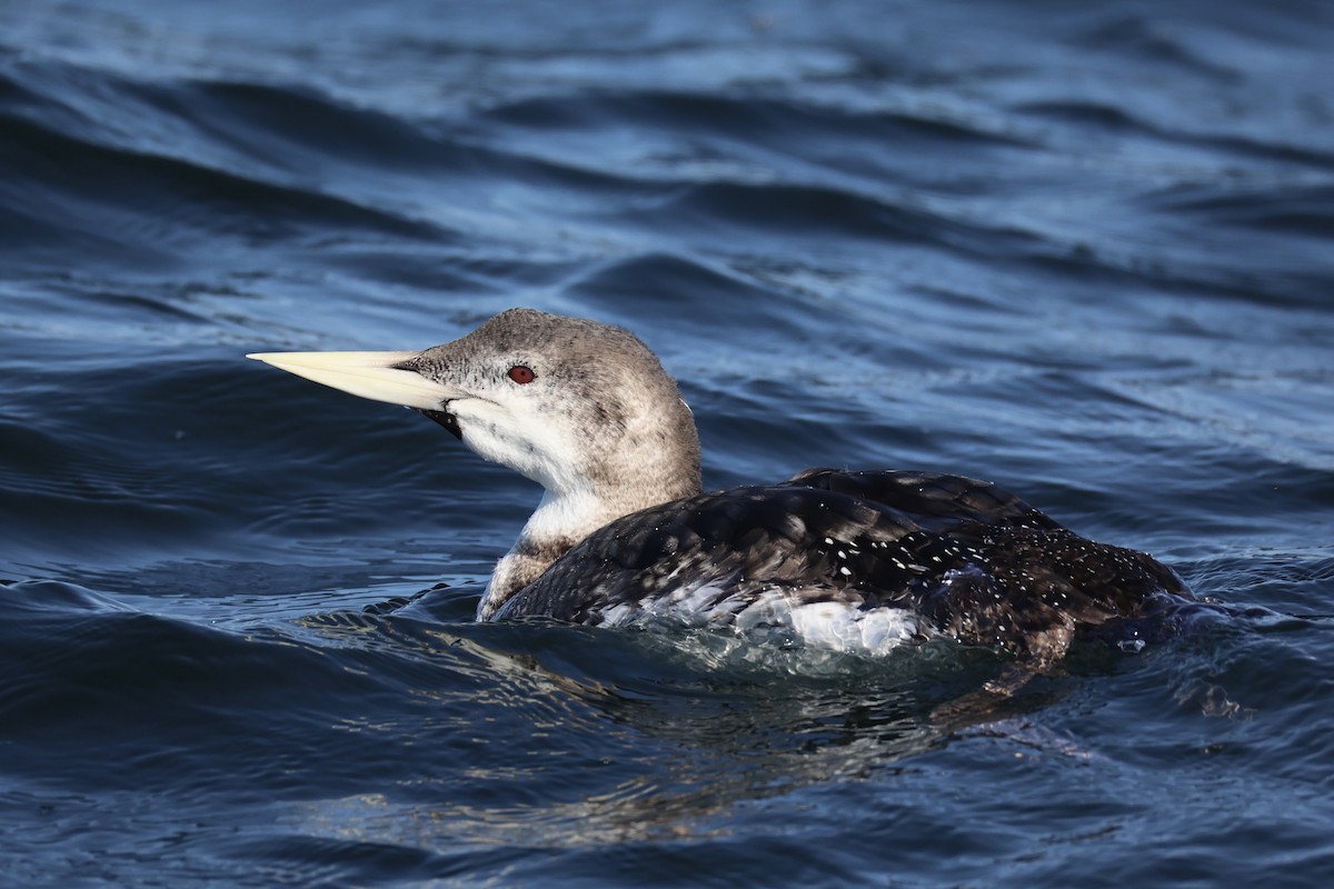Plongeon à bec blanc - ML644399951